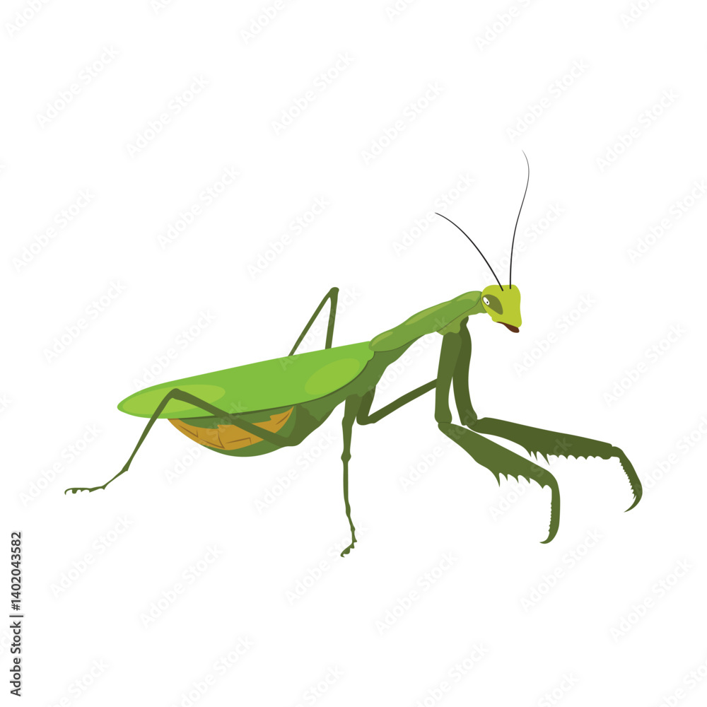 Realistic Praying Mantis Vector Illustration. Highly detailed vector illustration of a praying mantis, perfect for educational and scientific projects, entomology, and biology content. Realistic Praying Mantis Vector Illustration. Highly detailed vector illustration of a praying mantis, perfect for educational and scientific projects, entomology, and biology content.
