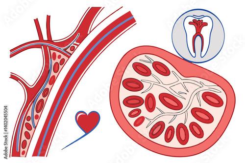38 Medical illustration, cardiovascular system, dental anatomy, blood cells, cross-section of tooth, heart diagram, veins and arteries, red and blue color scheme, educational diagram, detailed anatomi