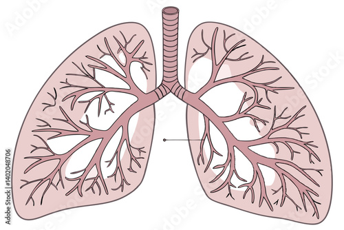 40 Anatomical illustration, human lungs, alveoli detail, bronchial tubes, circulatory system, cross-section view, medical textbook style, color-coded organs, high detail, scientific accuracy, educatio