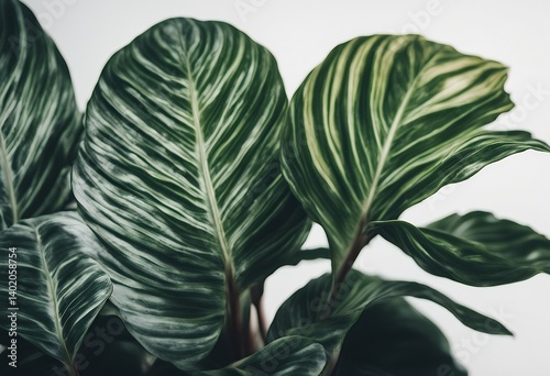 background calathea orbifolia leaves isolated indoor plant foliage decoration hi-res botany leaf exotic fresh rainforest greenery jungle houseplant botanic tree branch closeup stripes decor