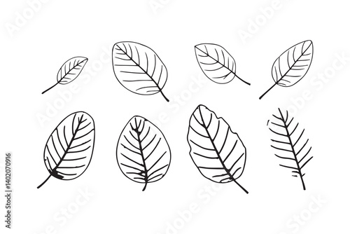 African Mahogany leaf line art illustration 
