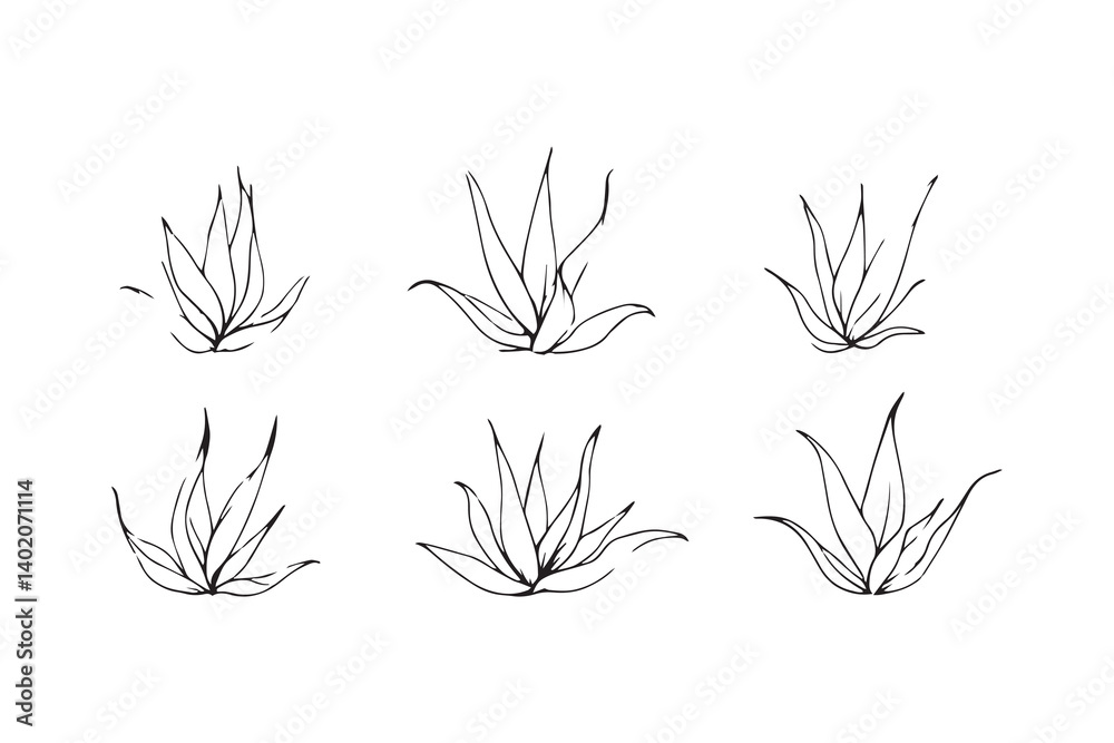 Fototapeta premium Aloe Vera leaf line art illustration 