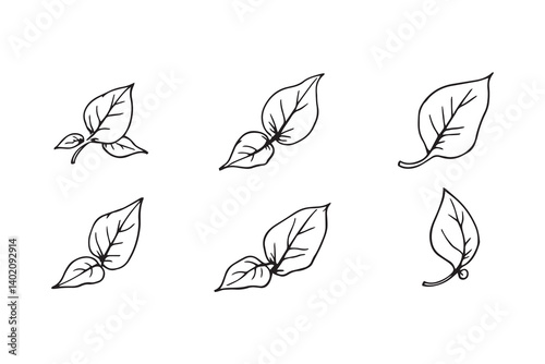 Basil (Tulsi) leaf line art 