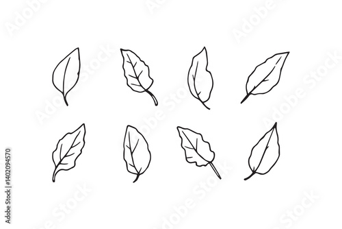 Bay Leaf line art 