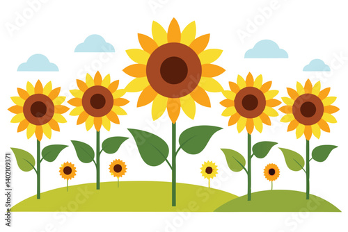 sunflower field and sunflowers