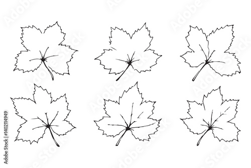 Set of 6 pec in two row  Blackcurrant Leaf line art on white background