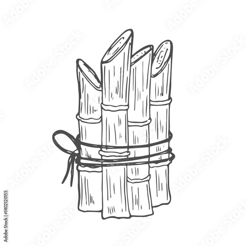 Sugar plant. Agriculture production of sugarcane plantation vector hand drawn collection.