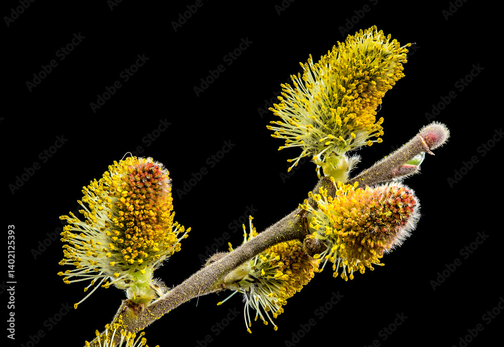 Willow Catkins in Bloom on Branch Against Dark Background