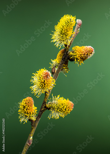 Vibrant Willow Catkins Blooming Against a green Backdrop