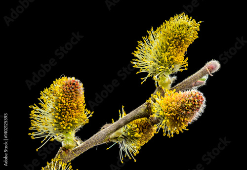 Obraz na płótnie Willow Catkins in Bloom on Branch Against Dark Background w salonie