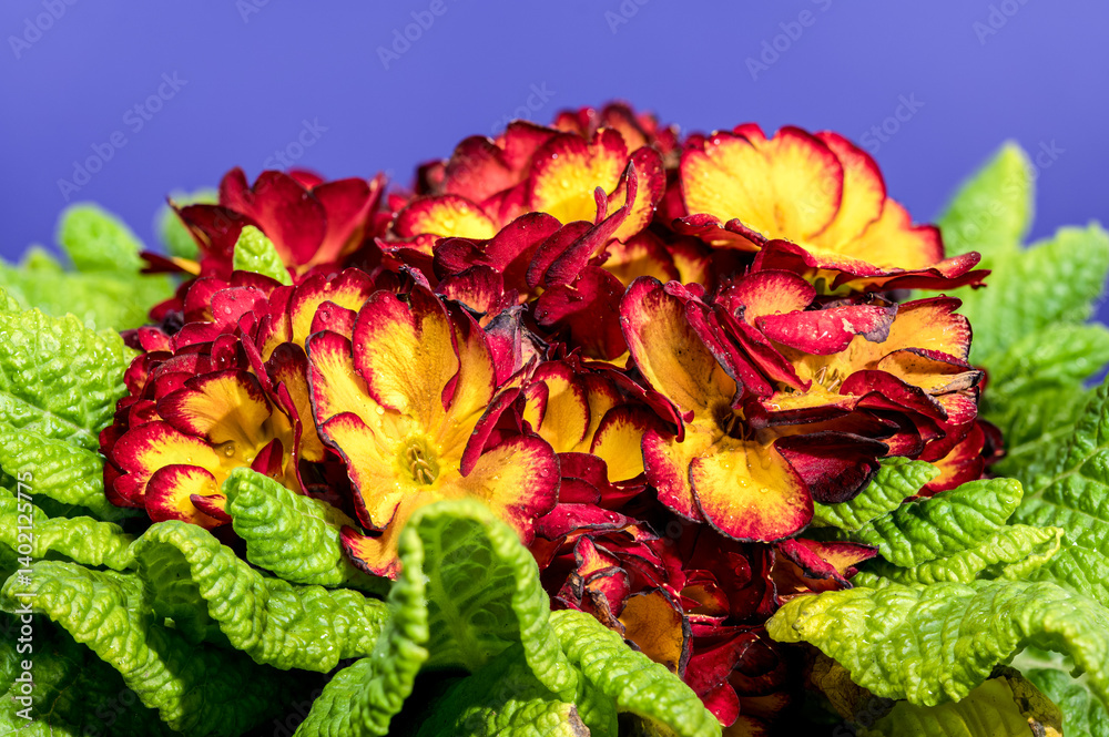 Cheerful Red and Yellow Primrose Bloom Against Deep Blue