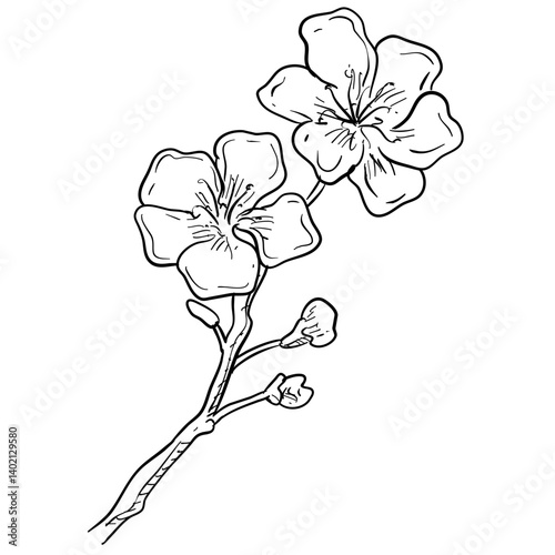 sakura flower handdrawn illustration