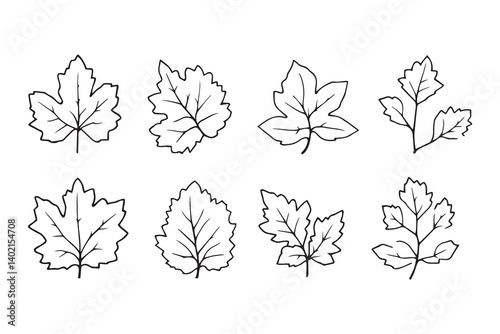 Set of 6 pec in two row  Bryophyllum Leaf line art on white background 