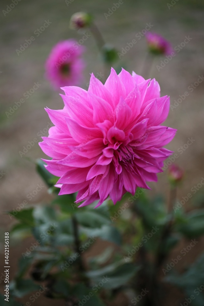 Fototapeta premium Vibrant Pink Dahlia in Full Bloom