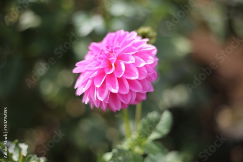 Vibrant pink dahlia in bloom