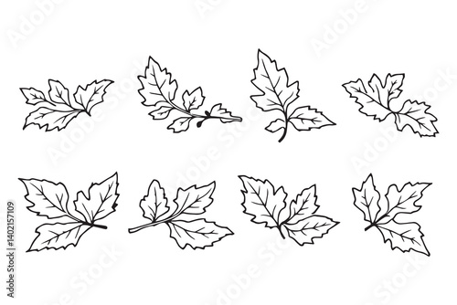 Set of 6 pec in two row  Burdock Leaf line art on white background