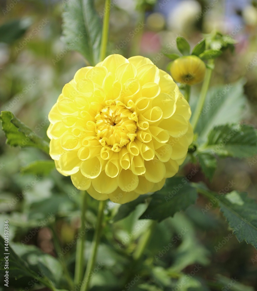 Vibrant yellow dahlia in full bloom. Vibrant yellow dahlia in full bloom.