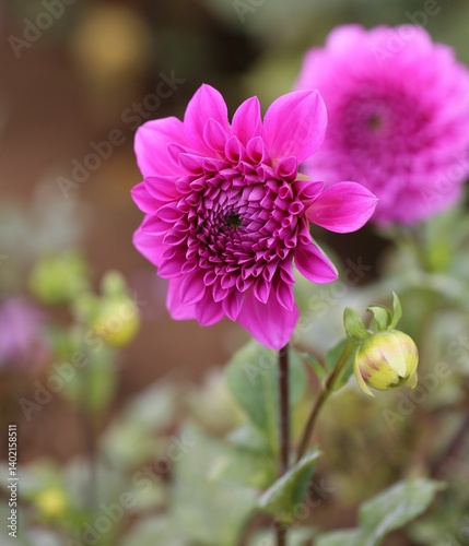 Vibrant pink dahlia flower in bloom.