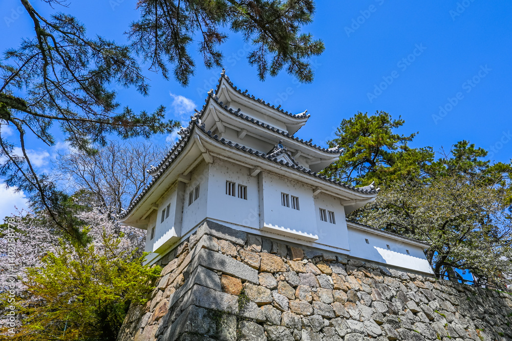 Fototapeta premium 桜と津城 三重県津市 日本