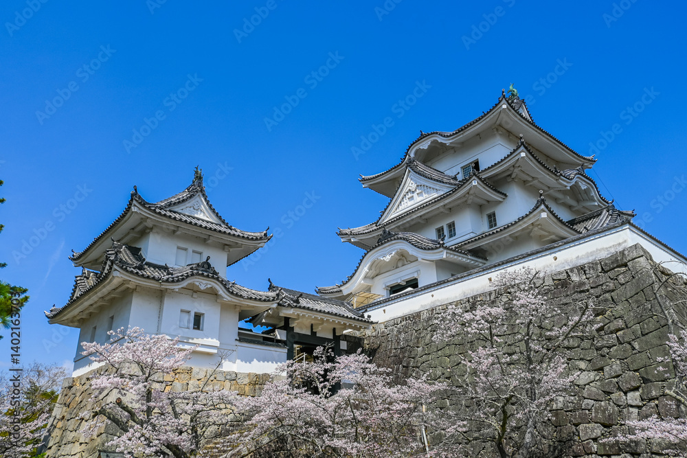 Fototapeta premium 桜と伊賀上野城の風景 三重県伊賀市 日本