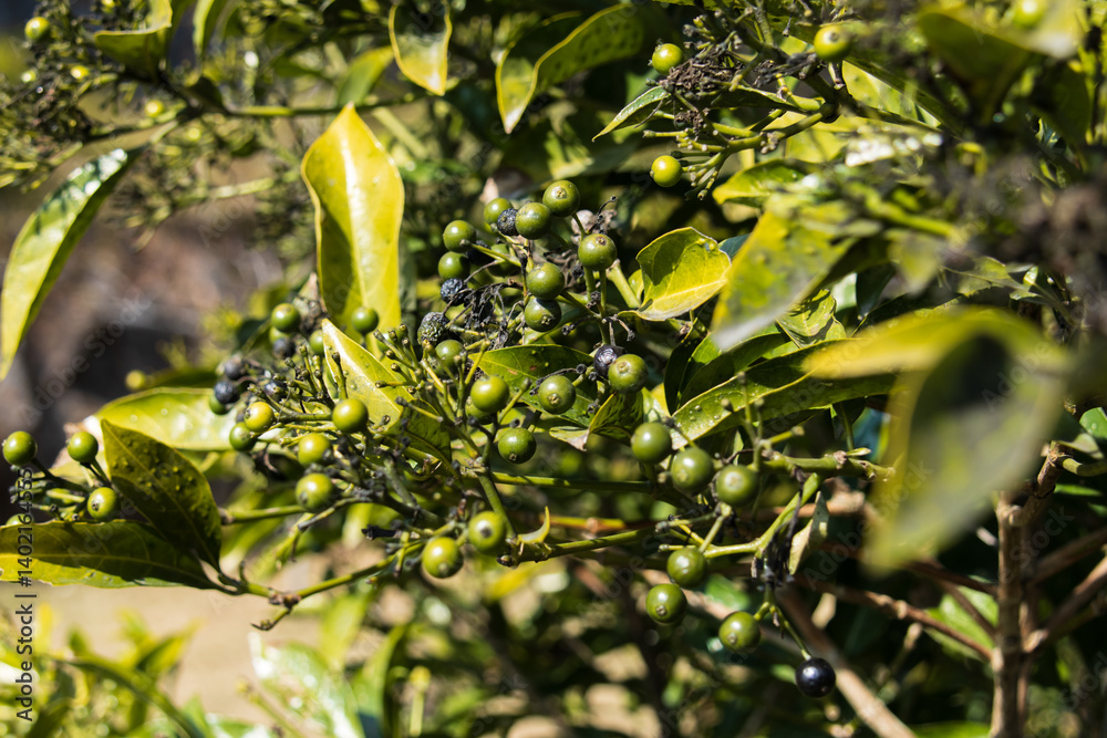 Green and Black Berries on a Canthium Shrub