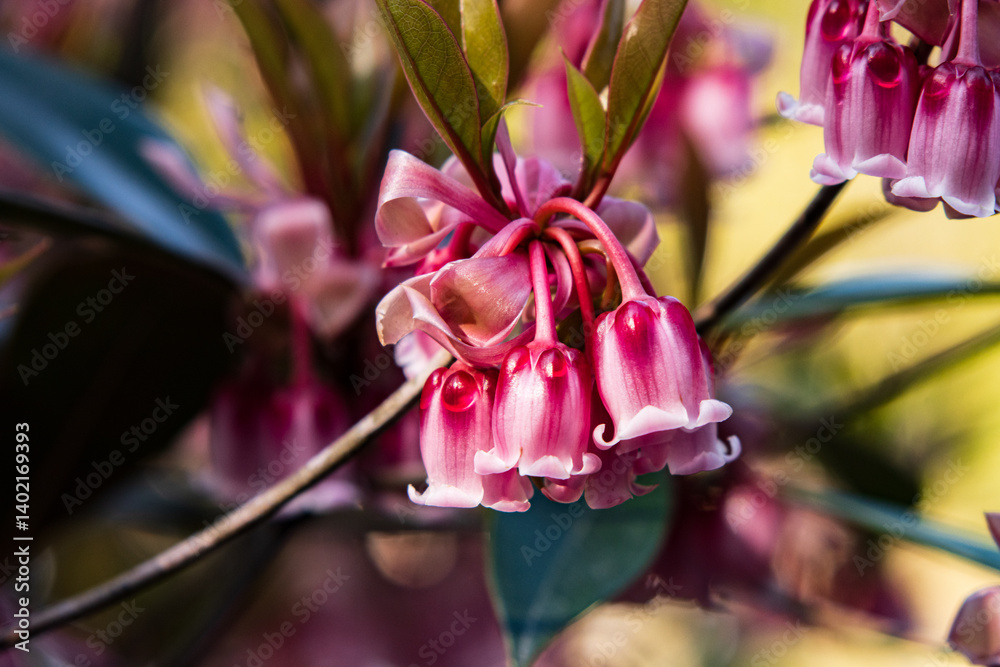 Delicate Pink Enkianthus Quinqueflorus Flowers Close-up