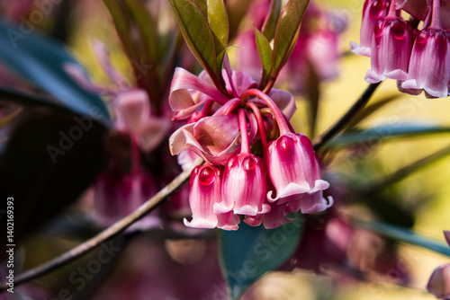 Obraz na płótnie Delicate Pink Enkianthus Quinqueflorus Flowers Close-up w salonie