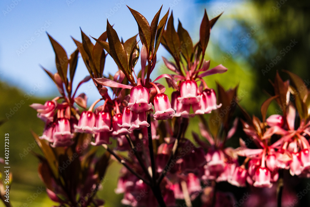 Pink and White Bell Flowers of Enkianthus Quinqueflorus