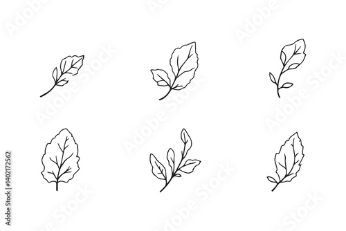 Set of 6 pec in two row  Camphor Leaf line art on white background