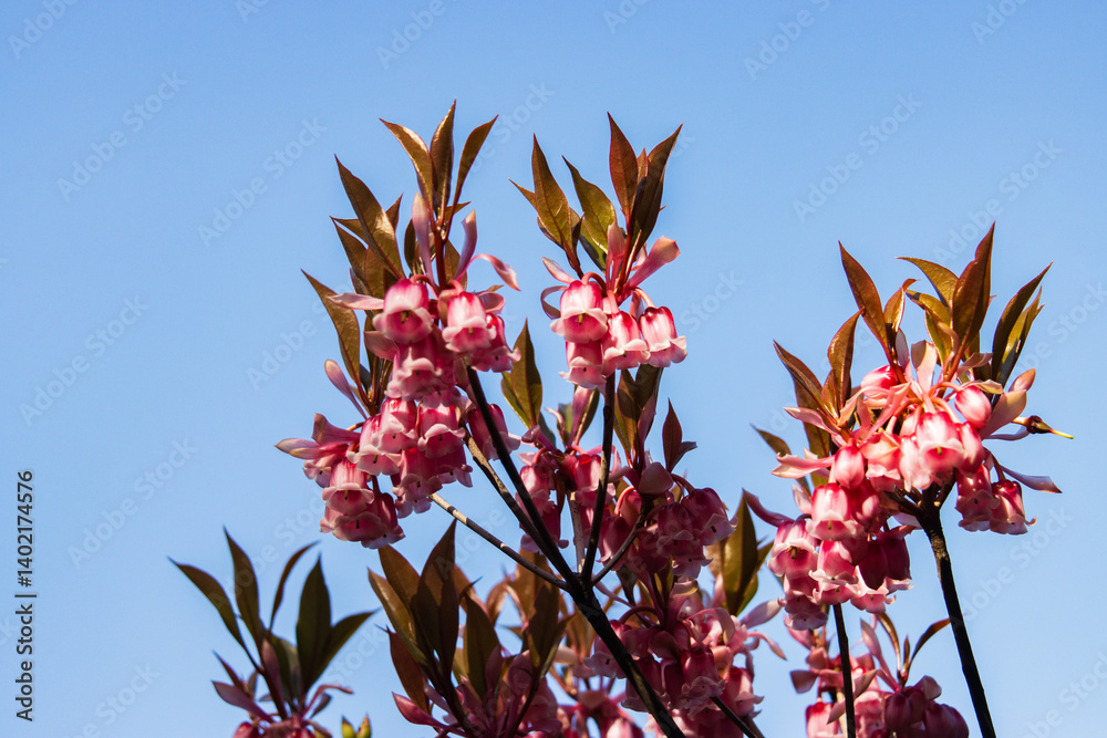 Blooming Enkianthus quinqueflorus under a Clear Sky