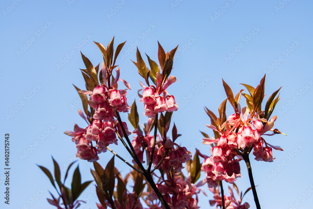 Blooming Enkianthus quinqueflorus under a Clear Sky