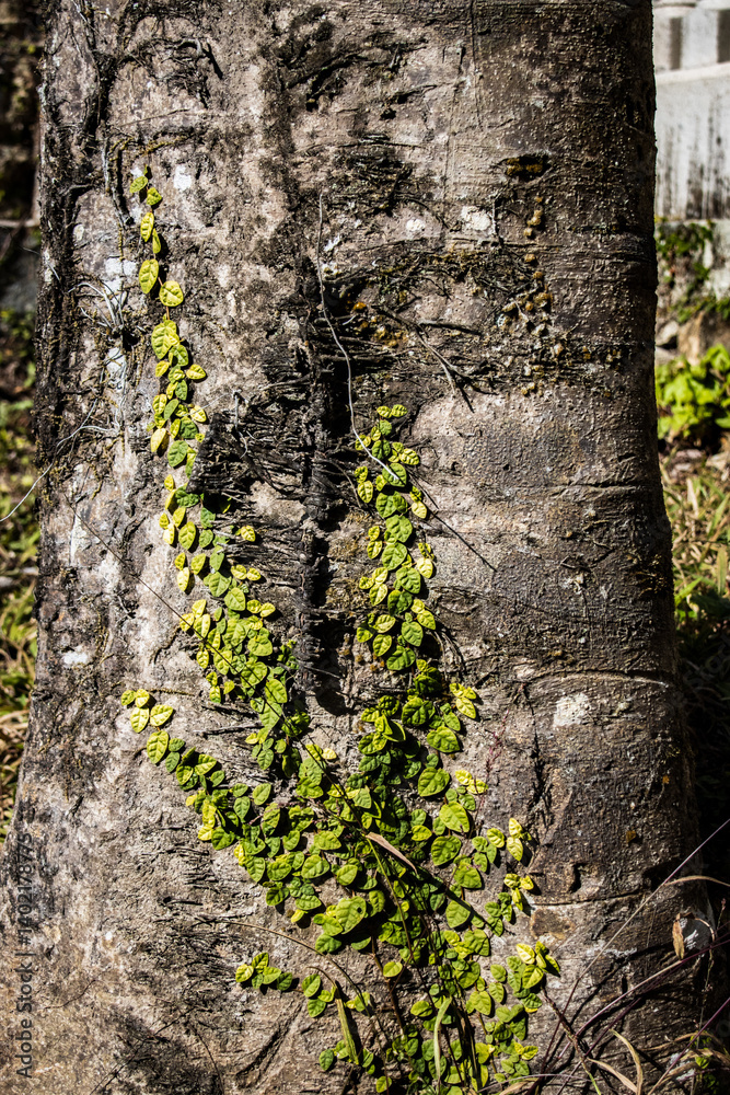 Creeping Fig Vine Climbing Tree Bark