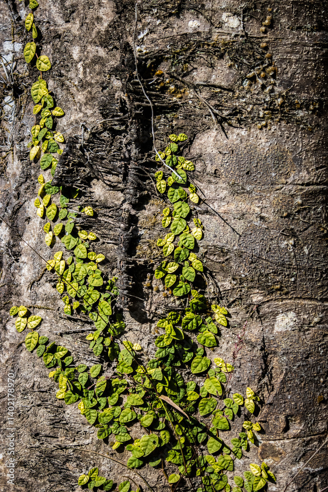 Creeping Fig Vine Climbing Tree Bark
