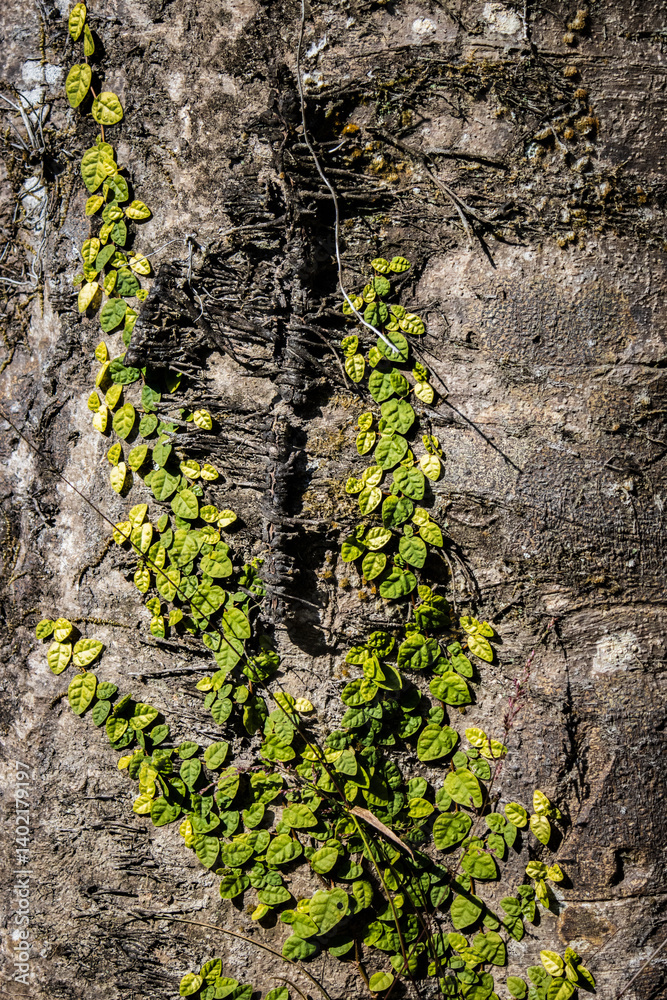 Creeping Fig Vine Climbing Tree Bark