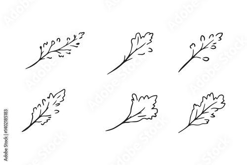 Set of 6 pec in two row  Carrot Leaf line art on white background