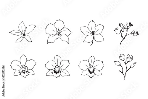 Set of 6 pec in two row  Cattleya line art on white background