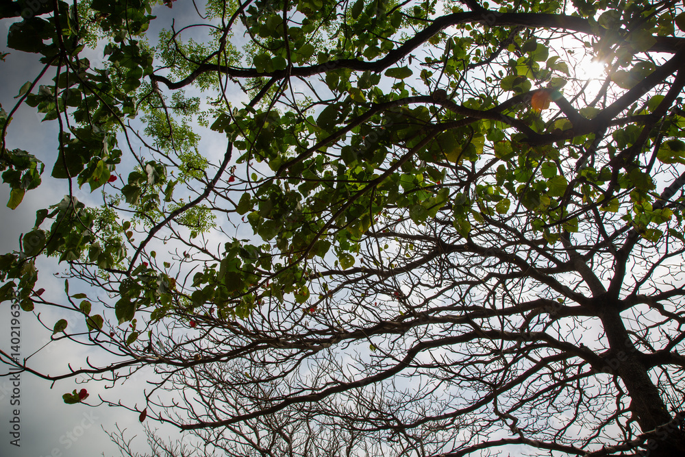 Fototapeta premium 奄美大島の午後のシルエット風景。