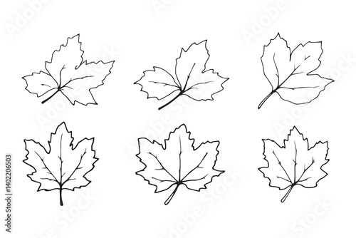 Chestnut Leaf line art