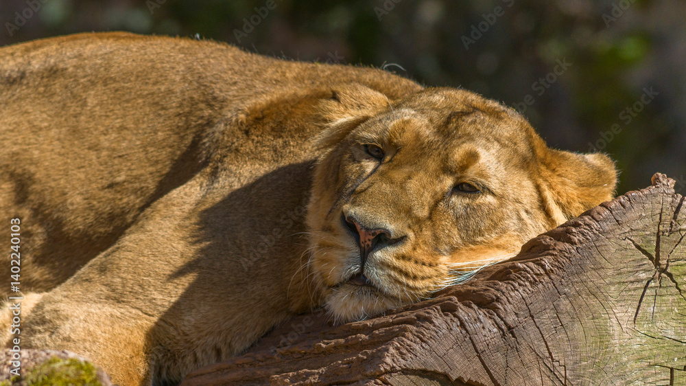 Löwin im Tiergarten