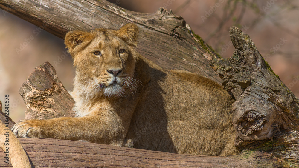 Löwin im Tiergarten