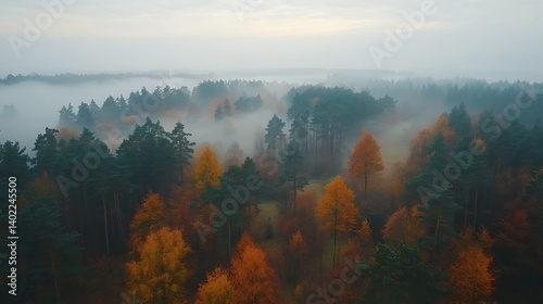 Autumn Forest Misty View photo