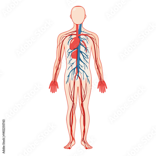 Detailed Human Circulatory System Diagram Showing Arteries and Veins