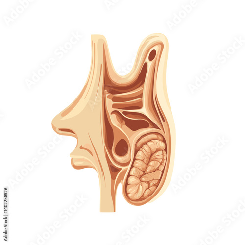 Detailed Human Throat and Nose Anatomy Illustration