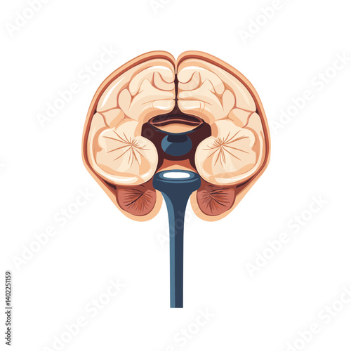 Detailed Illustration of Human Brain Anatomy