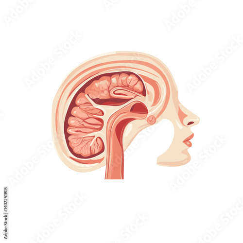Human Brain Anatomy Illustration: Side View of Cerebrum Cerebellum and Brainstem