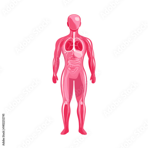 Pink Human Body Anatomy Illustration