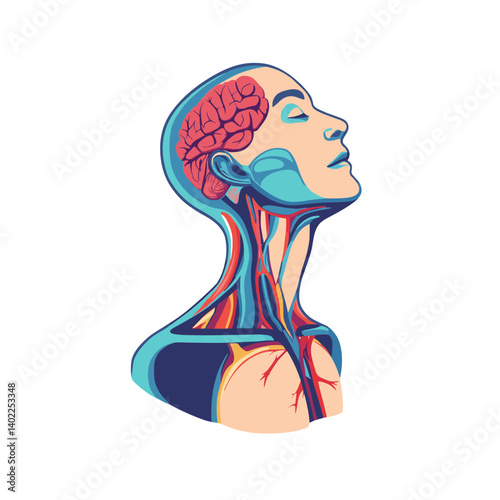 Stylized Human Head Anatomy Illustration