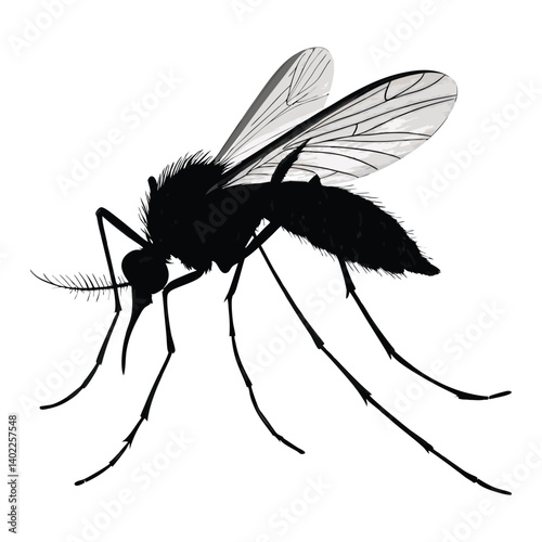 mosquito isolated on white background