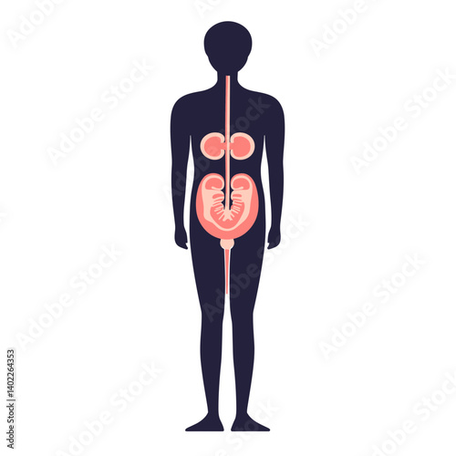Human Internal Organ Diagram Illustration