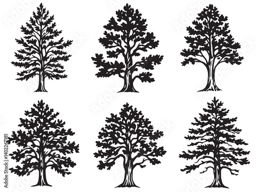 Redwood Tree Black White Sketch